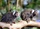 動物図鑑・コモンマーモセットの写真 16